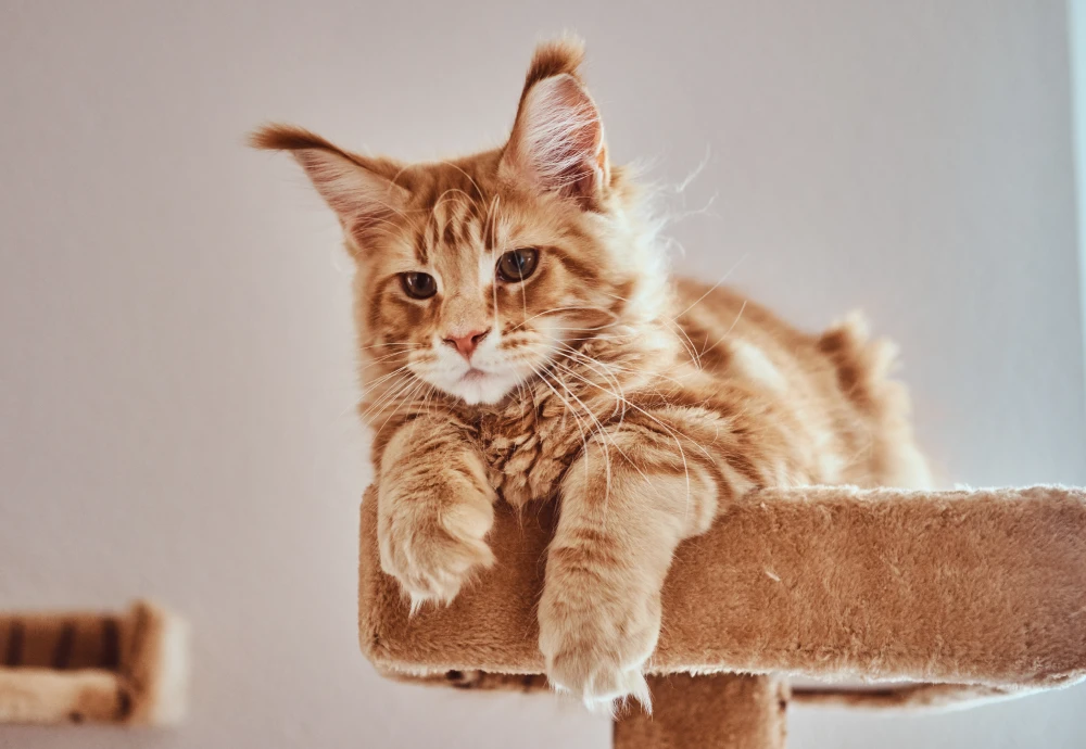 video camera to watch pets